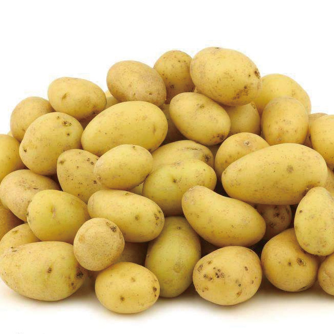 荷蘭土豆